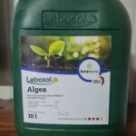 LEBOSOL Algea 10LT